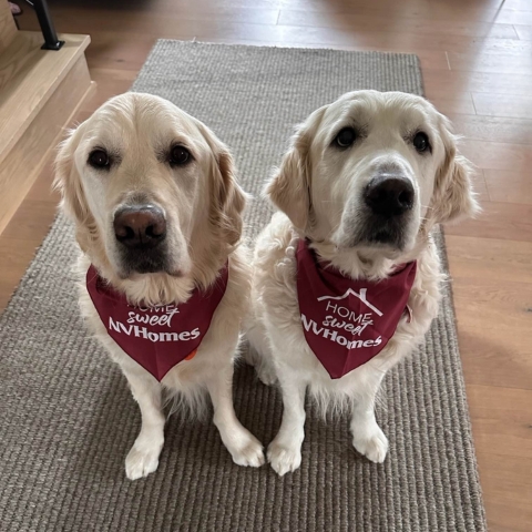 Two golden retrievers wearing maroon 'Home Sweet NVHomes' bandanas