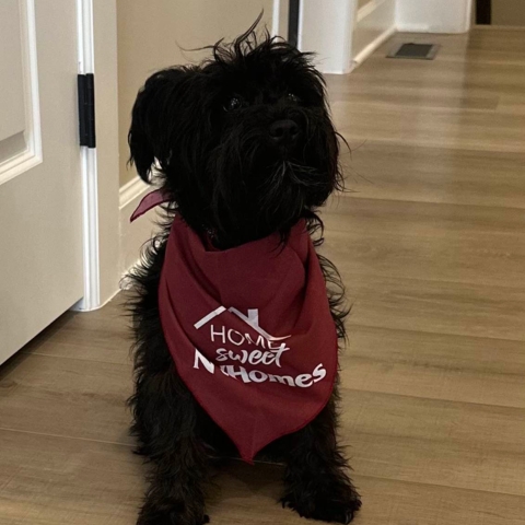 Small black dog wearing 'Home Sweet NVHomes' maroon bandana