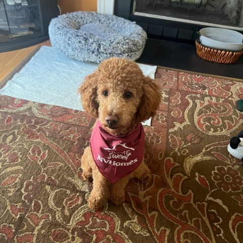Curly-haired dog wearing 'Home Sweet NVHomes' maroon bandana